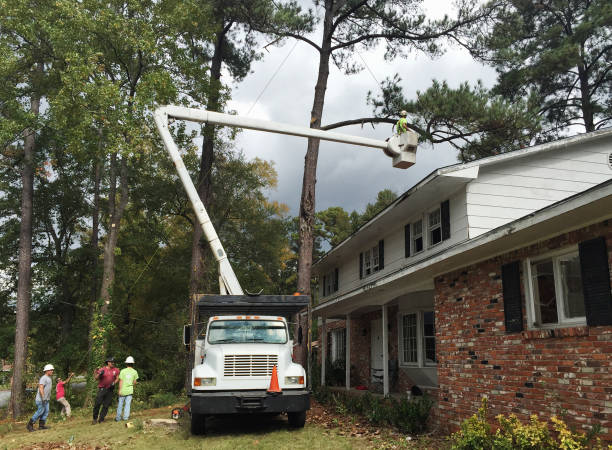 Best Hazardous Tree Removal  in Sierra View, PA