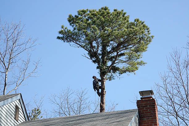 Seasonal Cleanup (Spring/Fall) in Sierra View, PA